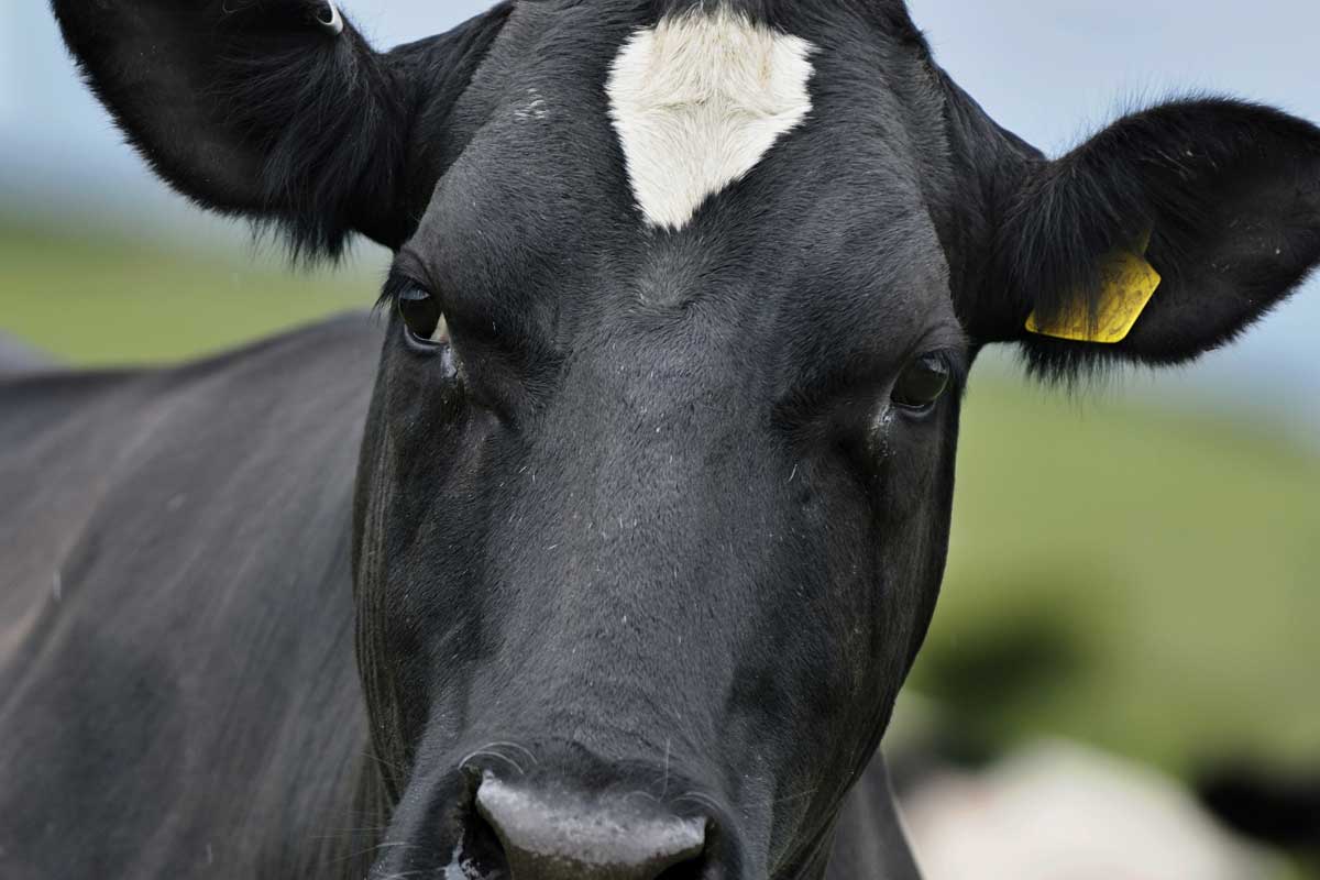 DairyProBC